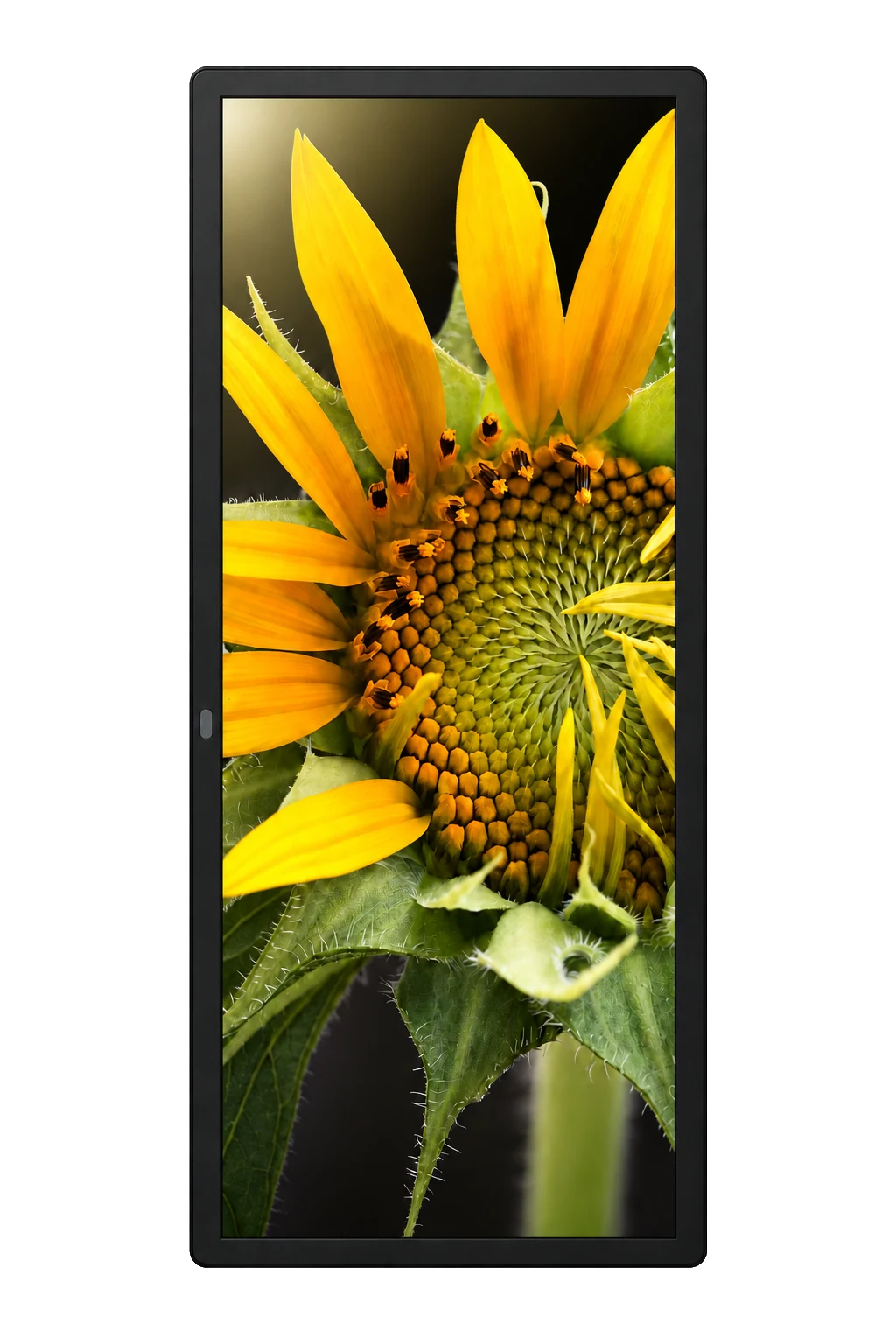 Wall Vertical 43″ – interiér digitální panel se slunečnicí na displeji
